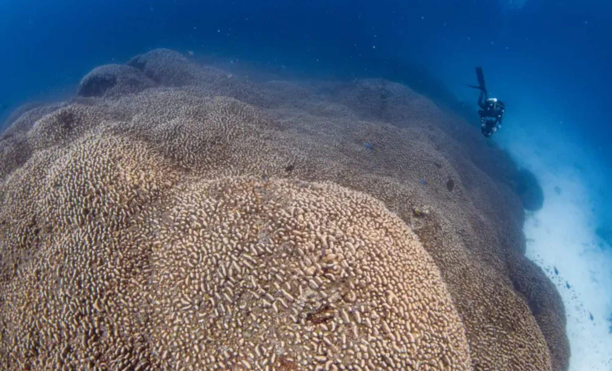 Karang Raksasa Sebesar 2 Lapangan Basket Ditemukan di Kepulauan Solomon