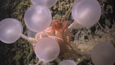 Kehidupan di Palung Terdalam: Temuan Moluska Purba Ungkap Rahasia Evolusi Laut?