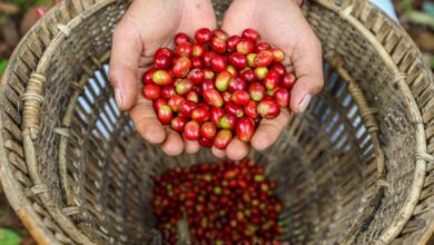 Kopi Bisa Redakan Sembelit: Mitos atau Fakta? Simak Penjelasan Medis Terbarunya