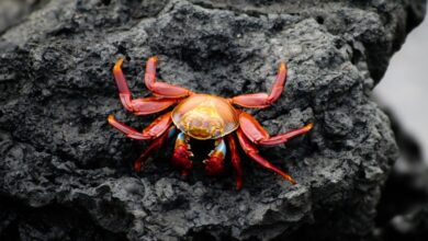 Migrasi Kepiting Merah di Pulau Christmas Jadi Fenomena Spektakuler Alam