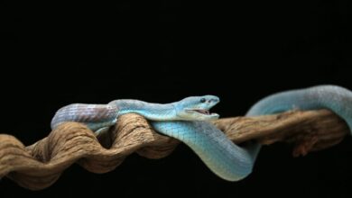 Peneliti Kembangkan Antivenom Baru Efektif Lawan Bisa 17 Jenis Ular Mematikan