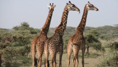 Penelitian Terbaru Ungkap Rahasia Evolusi Leher dan Kaki Panjang Jerapah yang Menakjubkan