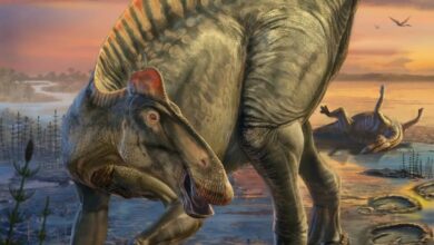 Penemuan Fosil Paling Akurat Ungkap Wujud Asli Edmontosaurus 66 Juta Tahun Lalu