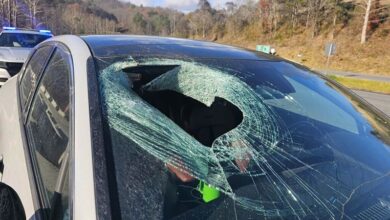 Pengemudi North Carolina Laporkan Elang Botak Jatuhkan Kucing Melalui Kaca Depan Mobil