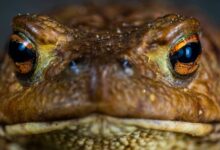 Rahasia Katak: Cara Bernapas dan Minum Lewat Kulit yang Efektif dan Unik