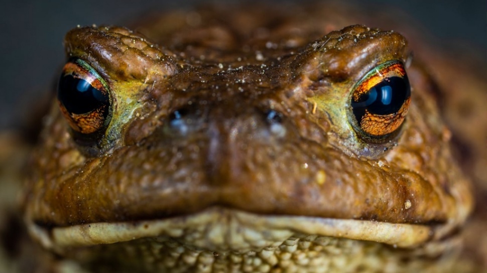 Rahasia Katak: Cara Bernapas dan Minum Lewat Kulit yang Efektif dan Unik