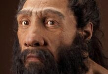 Rahasia Perbedaan Wajah Neanderthal dan Manusia Modern Akhirnya Terungkap Secara Ilmiah
