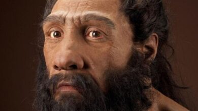 Rahasia Perbedaan Wajah Neanderthal dan Manusia Modern Akhirnya Terungkap Secara Ilmiah
