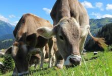 Waduh! Studi Ungkap Hewan Ternak Konsumsi Sampah Plastik, Ini Dampaknya bagi Kesehatan Kita
