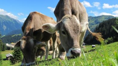 Waduh! Studi Ungkap Hewan Ternak Konsumsi Sampah Plastik, Ini Dampaknya bagi Kesehatan Kita