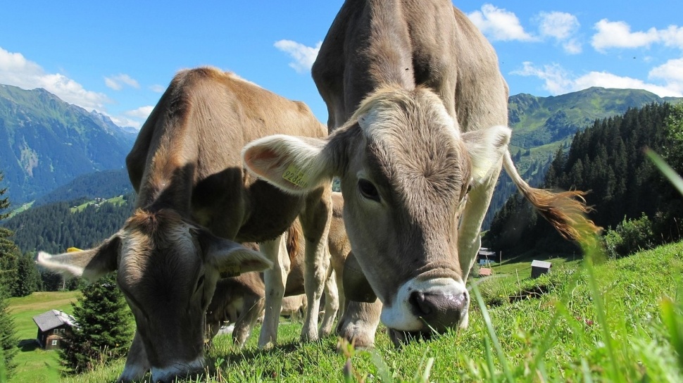 Waduh! Studi Ungkap Hewan Ternak Konsumsi Sampah Plastik, Ini Dampaknya bagi Kesehatan Kita