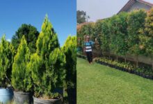 10 Jenis Tanaman Pagar Tinggi yang Cantik & Tahan Lama untuk Taman Anda