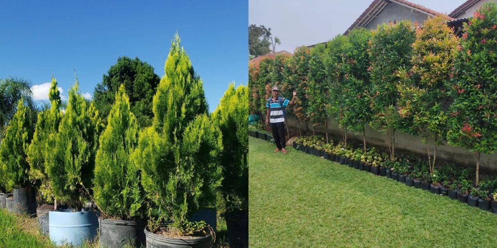 10 Jenis Tanaman Pagar Tinggi yang Cantik & Tahan Lama untuk Taman Anda