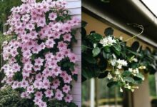 10 Jenis Tanaman Rambat Berbunga Cantik untuk Mempercantik Rumah Anda Tahun Ini