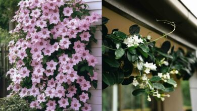 10 Jenis Tanaman Rambat Berbunga Cantik untuk Mempercantik Rumah Anda Tahun Ini