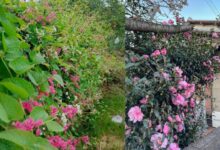 10 Tanaman Pagar Berbunga yang Indah dan Tahan Lama untuk Mempercantik Halaman Anda