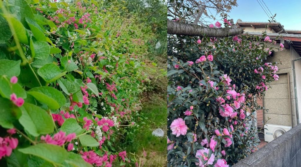 10 Tanaman Pagar Berbunga yang Indah dan Tahan Lama untuk Mempercantik Halaman Anda