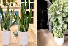 10 Tanaman Penghasil Oksigen Terbaik yang Cocok Ditanam di Rumah untuk Udara Segar