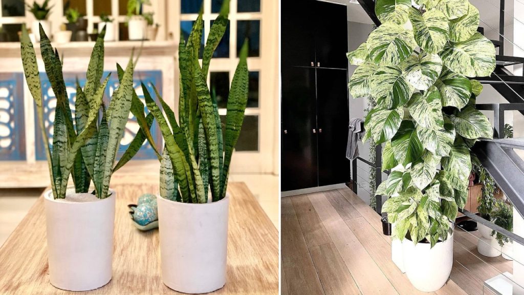 10 Tanaman Penghasil Oksigen Terbaik yang Cocok Ditanam di Rumah untuk Udara Segar