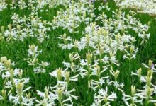 4 Varian Bunga Sedap Malam untuk Ciptakan Aroma Segar dan Dekorasi Rumah Menawan