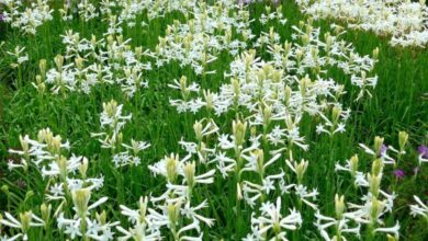 4 Varian Bunga Sedap Malam untuk Ciptakan Aroma Segar dan Dekorasi Rumah Menawan