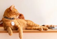 5 Cafe Unik di BSD City yang Wajib Dikunjungi untuk Pengalaman Nongkrong Berbeda