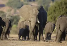 5 Destinasi Terbaik untuk Menyaksikan Gajah Secara Langsung, Wajib Dikunjungi!