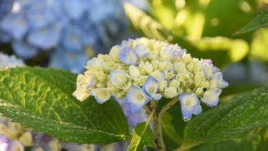 5 Jenis Tanaman Bunga Pembawa Sial yang Sebaiknya Dihindari di Rumah Anda