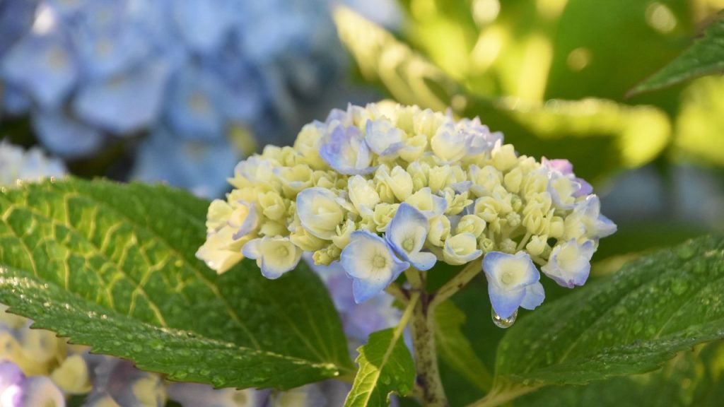 5 Jenis Tanaman Bunga Pembawa Sial yang Sebaiknya Dihindari di Rumah Anda