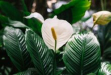 5 Pilihan Tanaman Ampuh Redakan Kelembapan di Dalam Rumah, Mudah Dirawat!