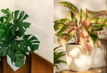 5 Pilihan Tanaman Hias Daun yang Praktis dan Tidak Membutuhkan Perawatan Rumit