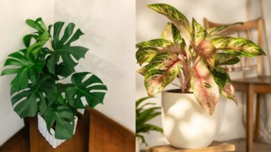 5 Pilihan Tanaman Hias Daun yang Praktis dan Tidak Membutuhkan Perawatan Rumit
