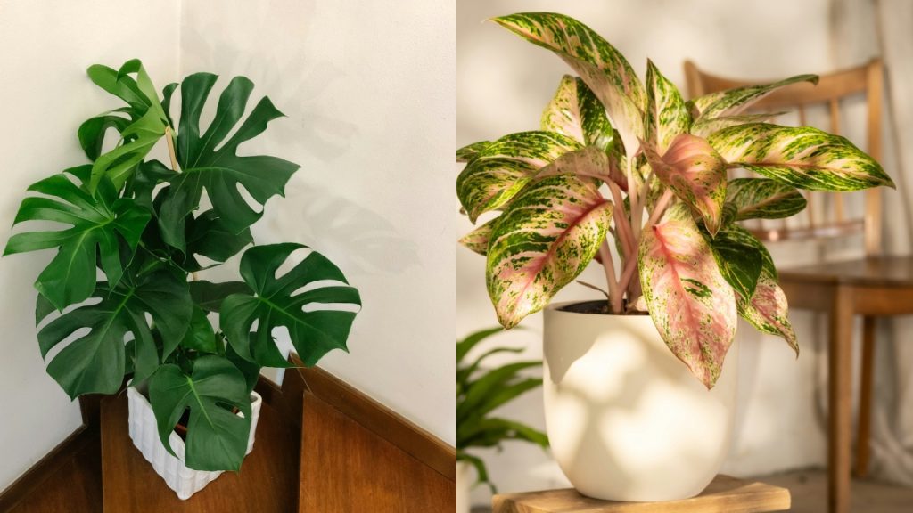 5 Pilihan Tanaman Hias Daun yang Praktis dan Tidak Membutuhkan Perawatan Rumit