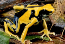 5 Satwa Kecil dengan Bahaya Besar, Waspada Meski Ukurannya Mini!