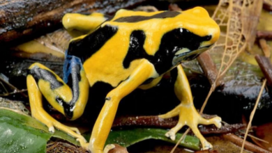 5 Satwa Kecil dengan Bahaya Besar, Waspada Meski Ukurannya Mini!