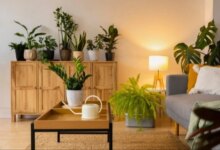 5 Tanaman Hias Daun Besar untuk Ruangan Mewah, Bikin Tetangga Melotot!