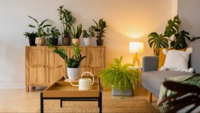 5 Tanaman Hias Daun Besar untuk Ruangan Mewah, Bikin Tetangga Melotot!