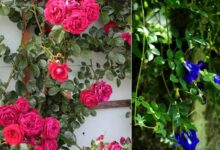 6 Tanaman Bunga Edible yang Mudah Ditemukan di Pekarangan dan Aman Dikonsumsi