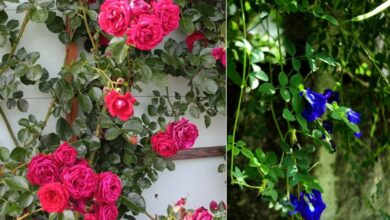 6 Tanaman Bunga Edible yang Mudah Ditemukan di Pekarangan dan Aman Dikonsumsi