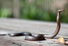 6 Tanaman Pengusir Ular Efektif yang Wajib Ditanam di Rumah Anda