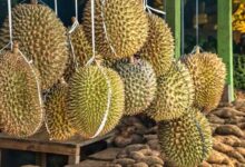 7 Efek Samping Setelah Makan Durian yang Perlu Anda Waspadai untuk Kesehatan