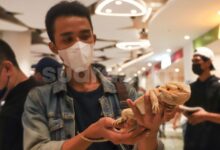 7 Hewan Peliharaan Ideal untuk Tinggal di Apartemen, Cocok dan Mudah Dirawat