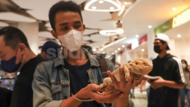 7 Hewan Peliharaan Ideal untuk Tinggal di Apartemen, Cocok dan Mudah Dirawat