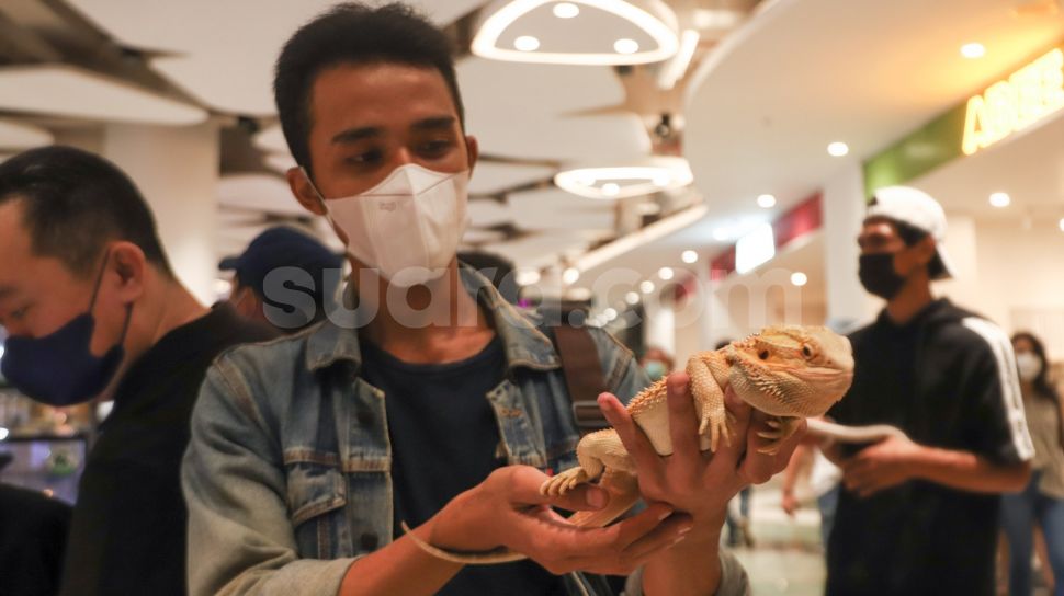 7 Hewan Peliharaan Ideal untuk Tinggal di Apartemen, Cocok dan Mudah Dirawat