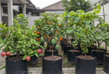 7 Pilihan Tanaman Buah yang Cocok Ditanam di Polybag untuk Penanaman Mudah di Rumah