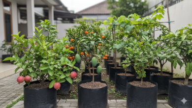 7 Pilihan Tanaman Buah yang Cocok Ditanam di Polybag untuk Penanaman Mudah di Rumah