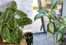 7 Rekomendasi Tanaman Dieffenbachia yang Bikin Suasana Rumah Makin Segar dan Ceria