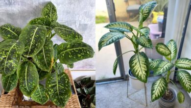 7 Rekomendasi Tanaman Dieffenbachia yang Bikin Suasana Rumah Makin Segar dan Ceria