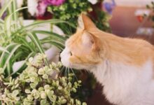 7 Tanaman Berbahaya untuk Kucing yang Perlu Dihindari Pemilik Hewan Peliharaan