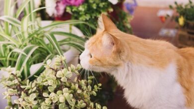 7 Tanaman Berbahaya untuk Kucing yang Perlu Dihindari Pemilik Hewan Peliharaan